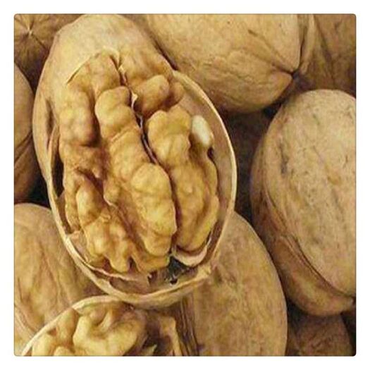 泰安新疆薄壳核桃苗