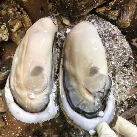 佛山生蚝  湛江牡蛎 3/4个斤  新鲜肥美 脆肉实肉 烧烤