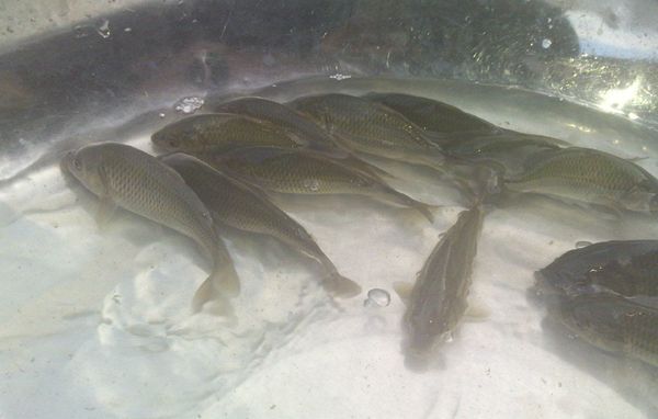 平昌县鲤鱼苗  优质鱼苗，规格齐全，保证质量基地直供