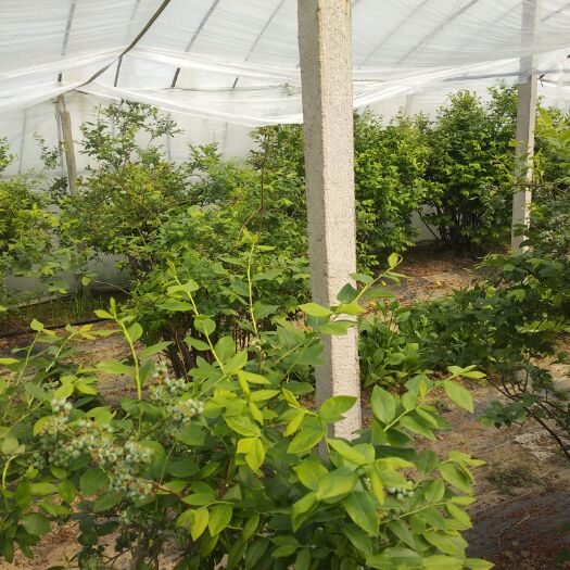 东海县薄雾蓝莓 12 - 14mm以上 鲜果