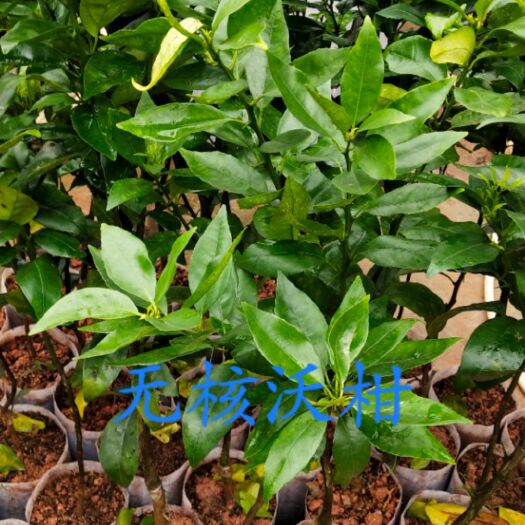 灵山县091无核沃柑苗 嫁接苗 0.5~1米