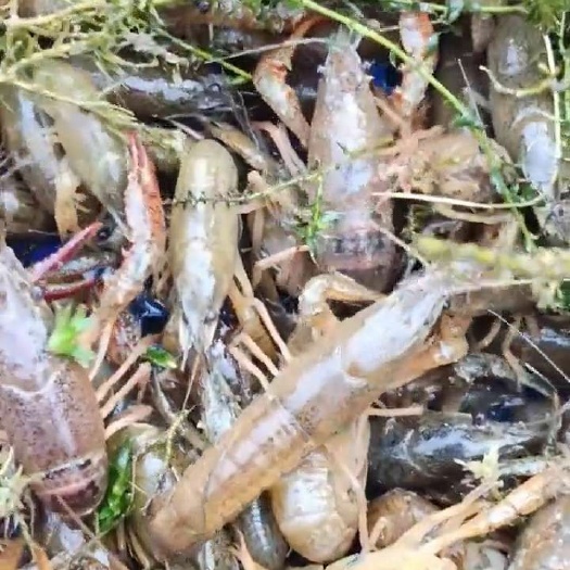 彭泽县龙虾苗 基地直供