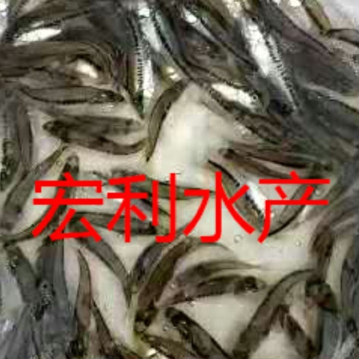 广州加州鲈鱼苗