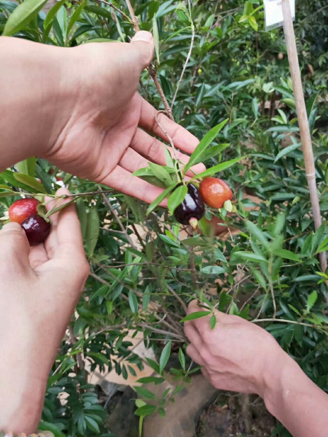 甜樱桃苗  包邮，樱桃苗，带营养杯发货。