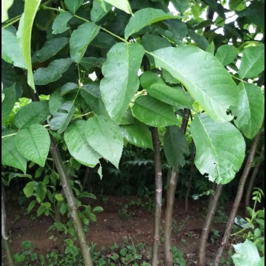 平邑县薄皮核桃苗