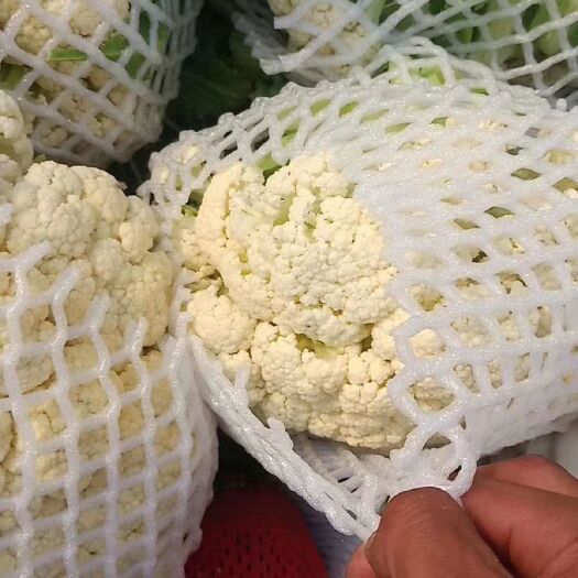 徐州白面青梗松花菜  个大，面白，腿长，上货快，，诚信经营