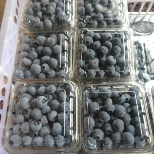 青岛薄雾蓝莓 15mm以上 鲜果