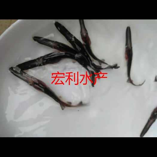 广州鸭嘴鱼苗 鸭嘴鲟鱼苗