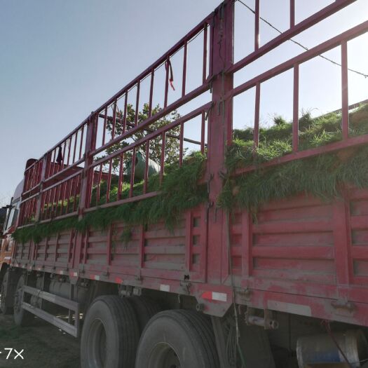 鄢陵县冷季性草坪