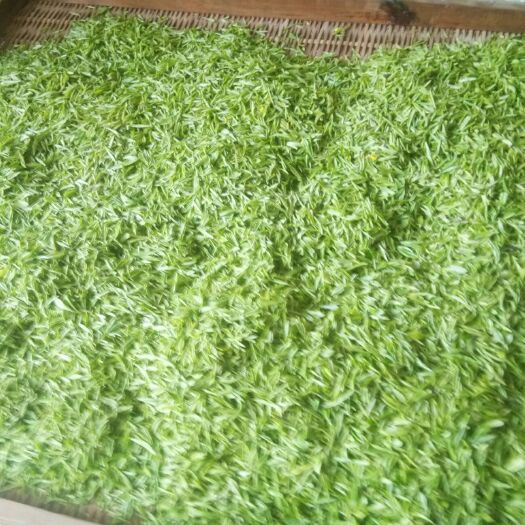 黄山高山绿茶 20020新茶上市中，抓紧订购。