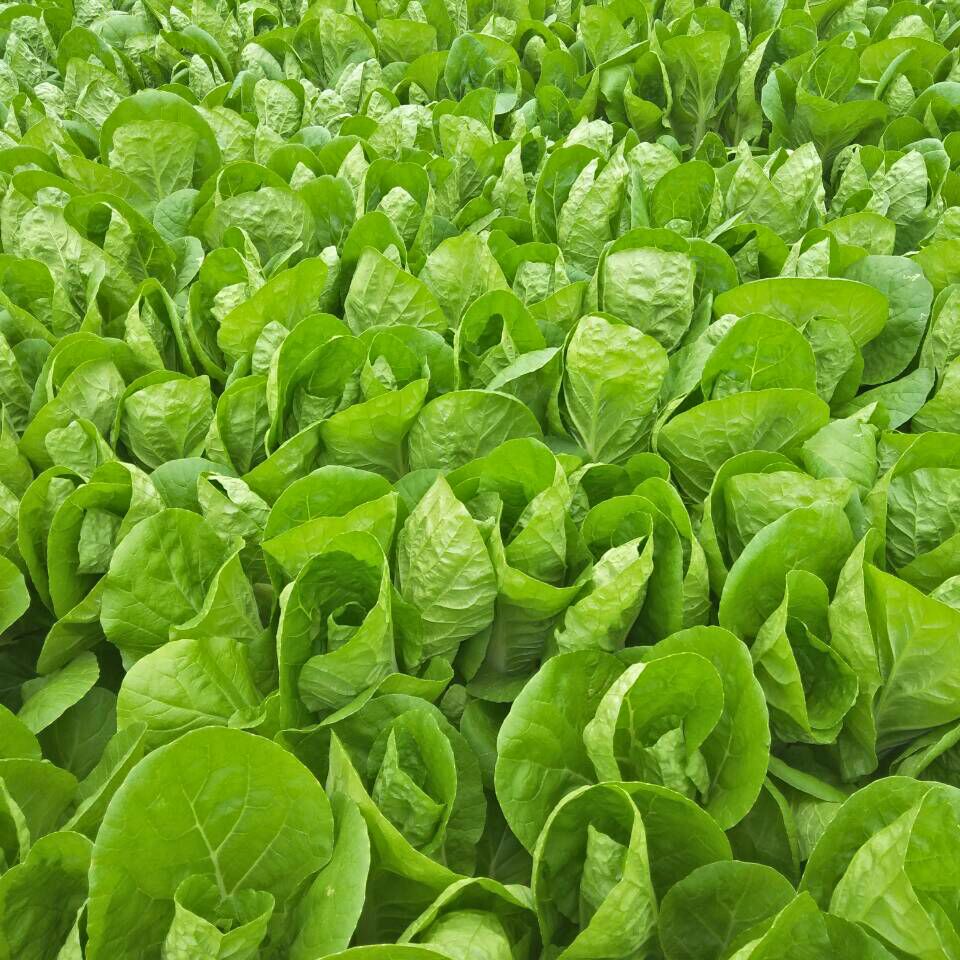  油菜 小白菜大量上市，常年供应，打冷，包装，可实地考察，