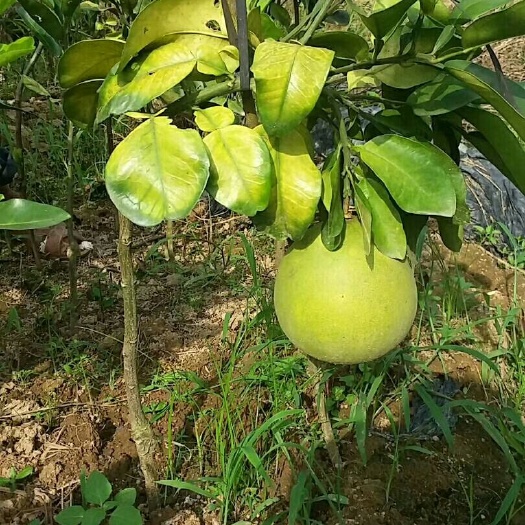 灵山县红心柚苗