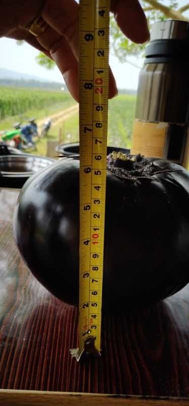 石家莊黑圓茄 20cm以下 圓茄