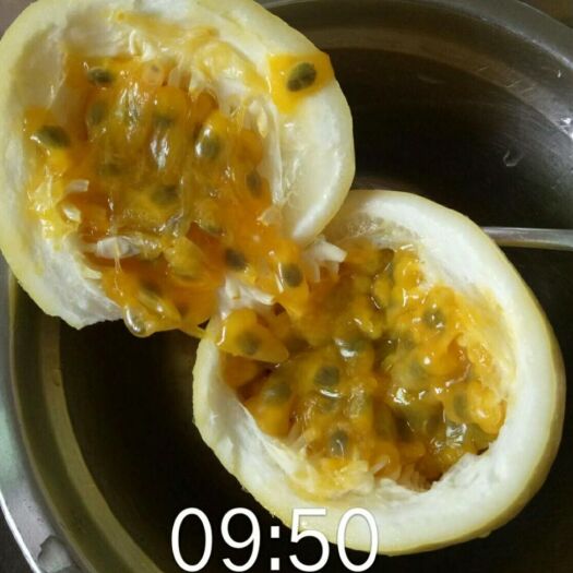 东源县巨无霸百香果苗