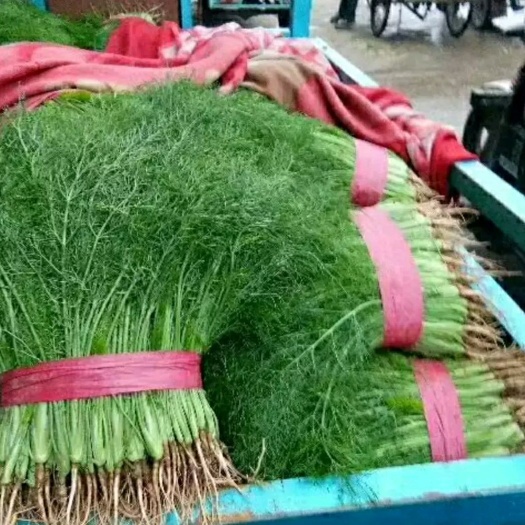 邯郸 精品茴香苗