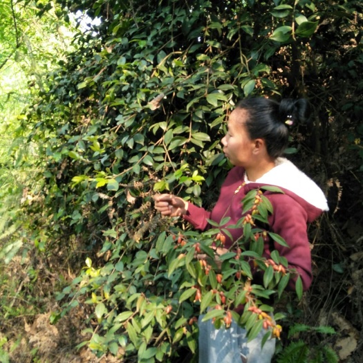 安顺红茶树苗 丛生苗 1~1.5米