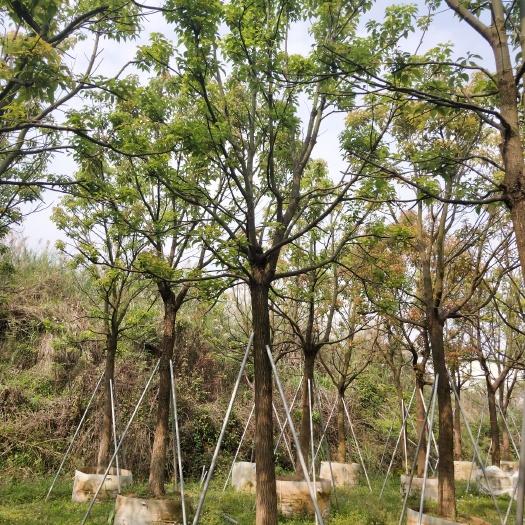漳浦县 全冠香樟，大冠幅香樟，大量移植苗12~30分