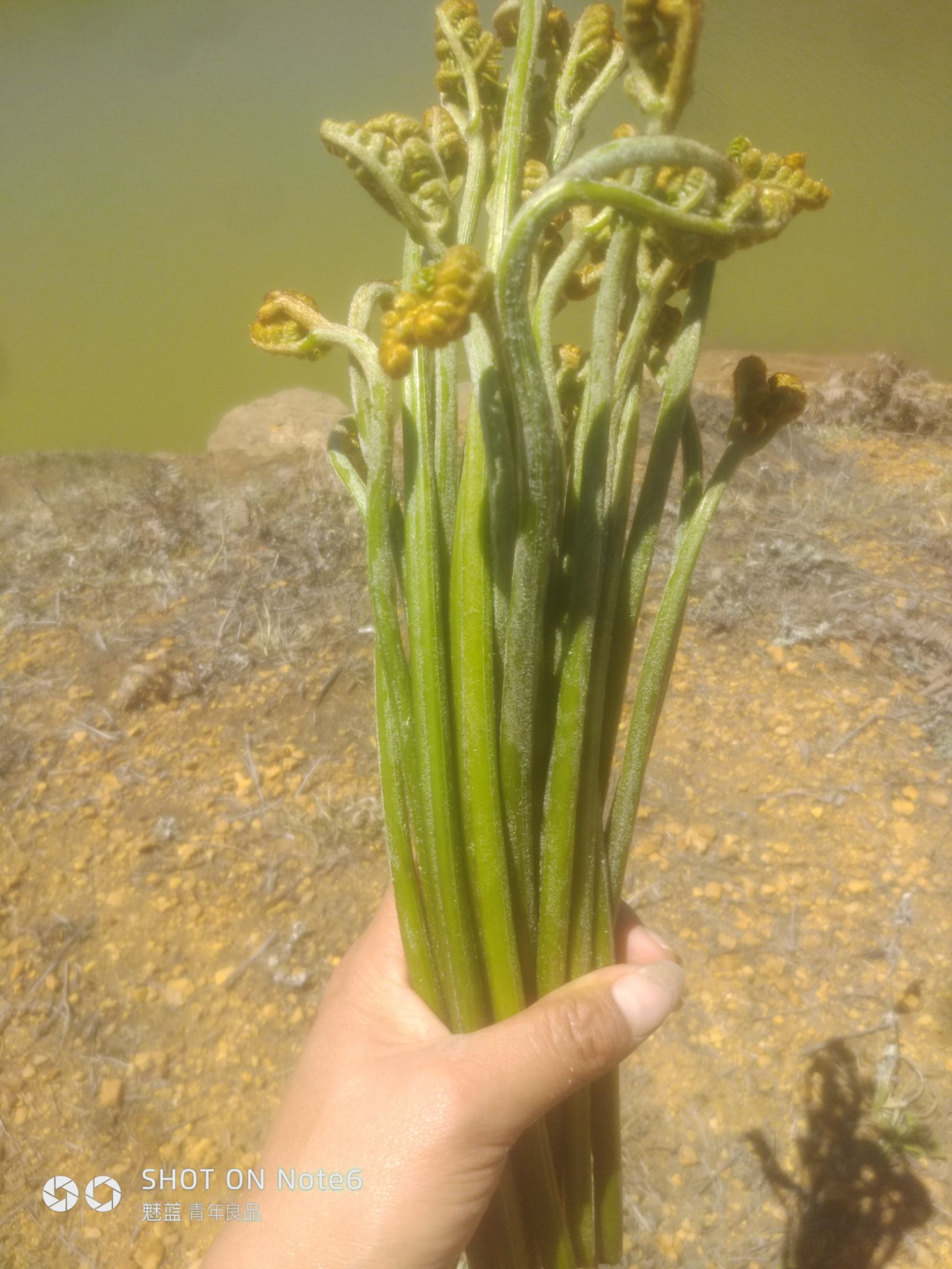 新鲜野生蕨菜云南蕨菜龙爪菜米蕨菜甜蕨菜现摘现发野菜