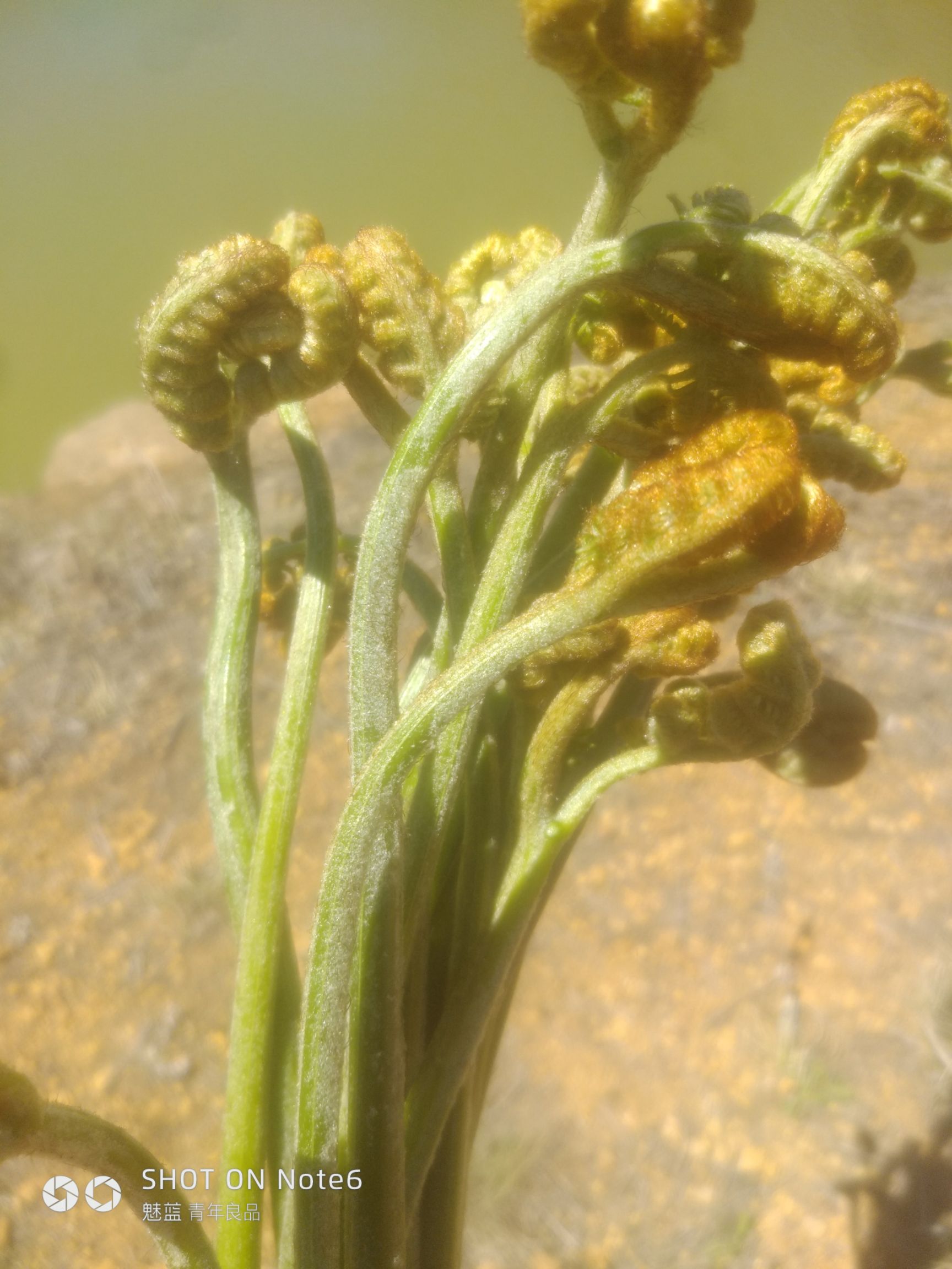 新鲜野生蕨菜云南蕨菜龙爪菜米蕨菜甜蕨菜现摘现发野菜
