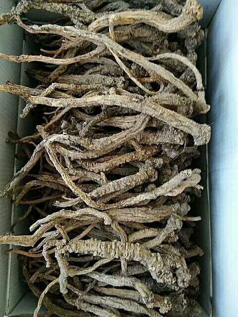 党参手工切片(段)批发零售