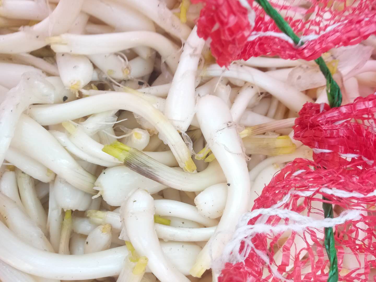  四川藠头