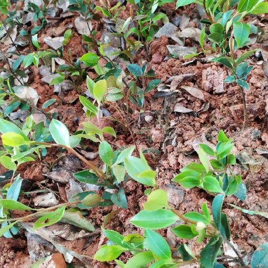 浏阳市油茶苗