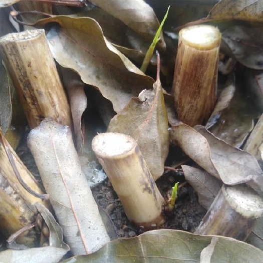 樟树市甜象草 高产牧草，皇竹草，