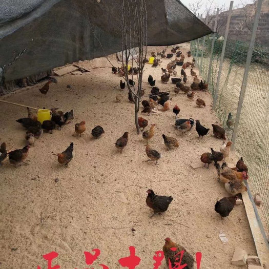 吴堡县土鸡 2-3斤 统货