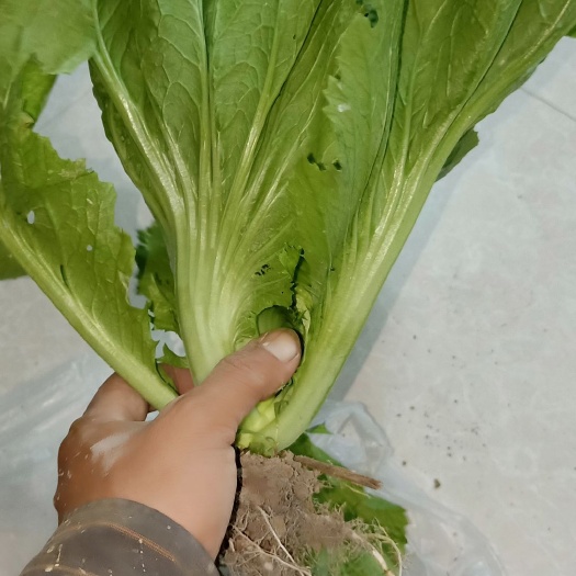 海丰县包心芥菜