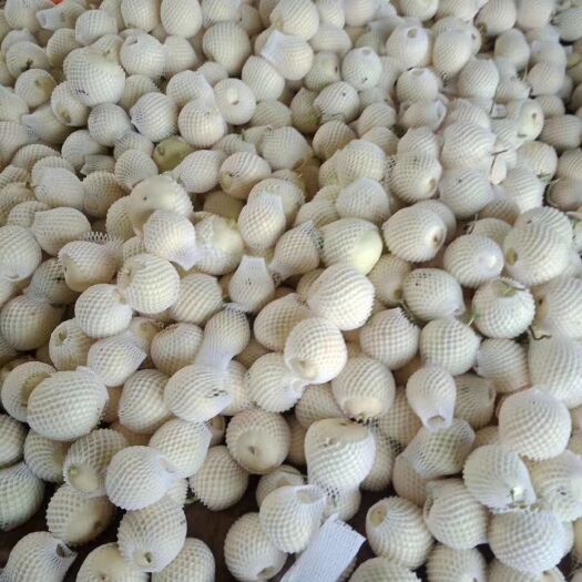 费县 大量白皮圆甜瓜