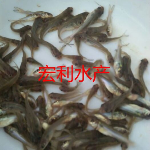 广州叉尾鮰鱼苗