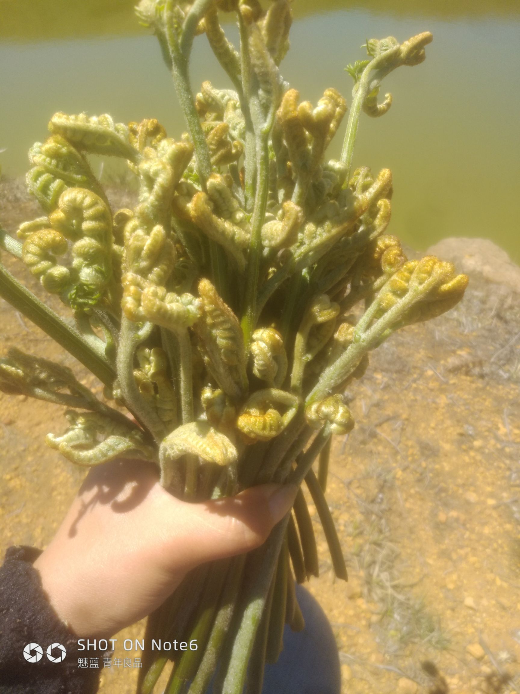 新鲜野生蕨菜云南蕨菜龙爪菜米蕨菜甜蕨菜现摘现发野菜