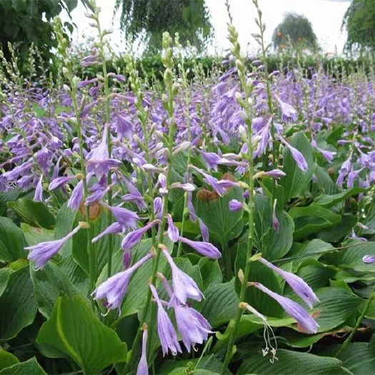 沭阳县玉簪花