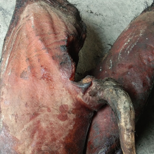 巫溪重庆腊肉  烟熏腊圆尾