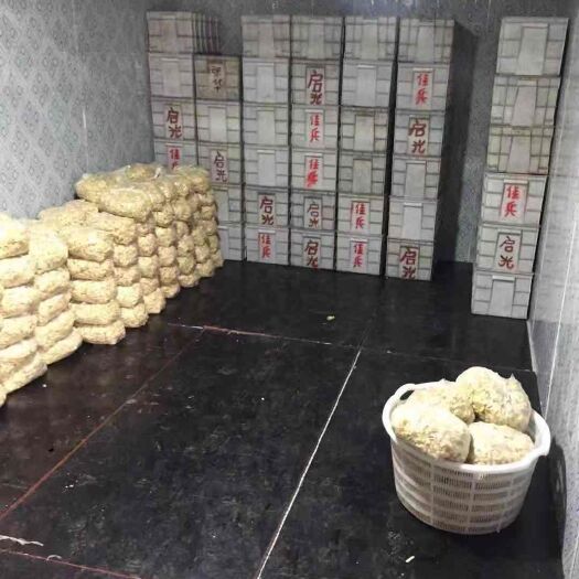 孝义市核桃仁 6-12个月