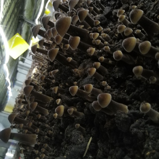 屏南县黑皮鸡枞菌