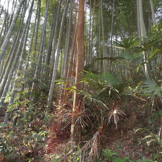 三穗县竹叶楠