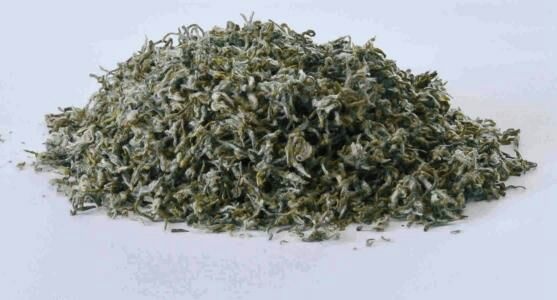勐海县云南普洱茶树 茶叶