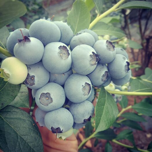 丹东北陆蓝莓 12 - 14mm以上 鲜果