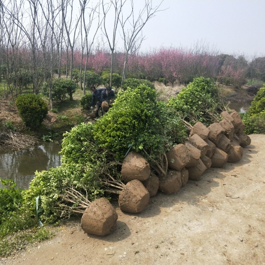 慈溪市黄杨球