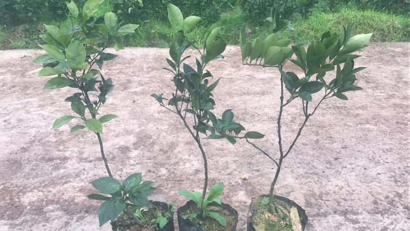 桐梓县纽荷尔脐橙苗 杯苗袋苗 0.5~1米