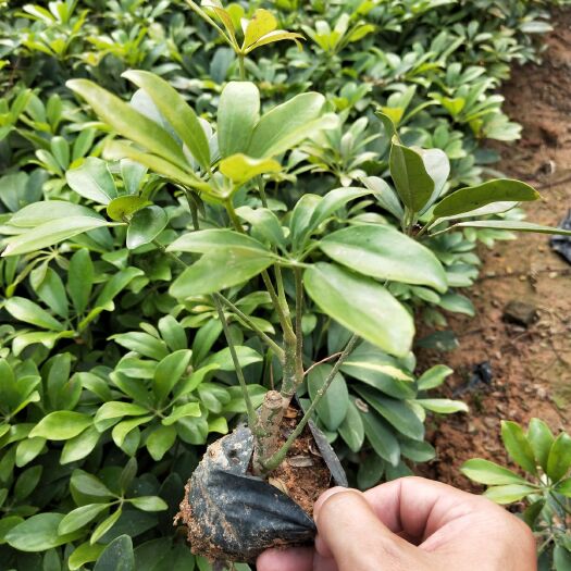 漳浦县 鸭脚木，鹅掌柴，大量现货15~40高