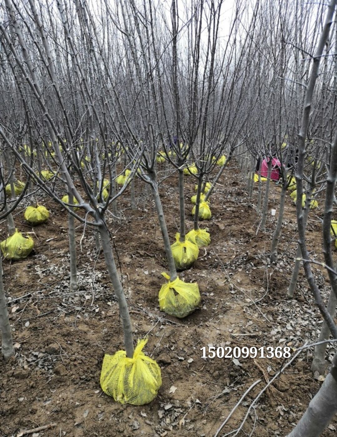  萬畝海棠基地直銷