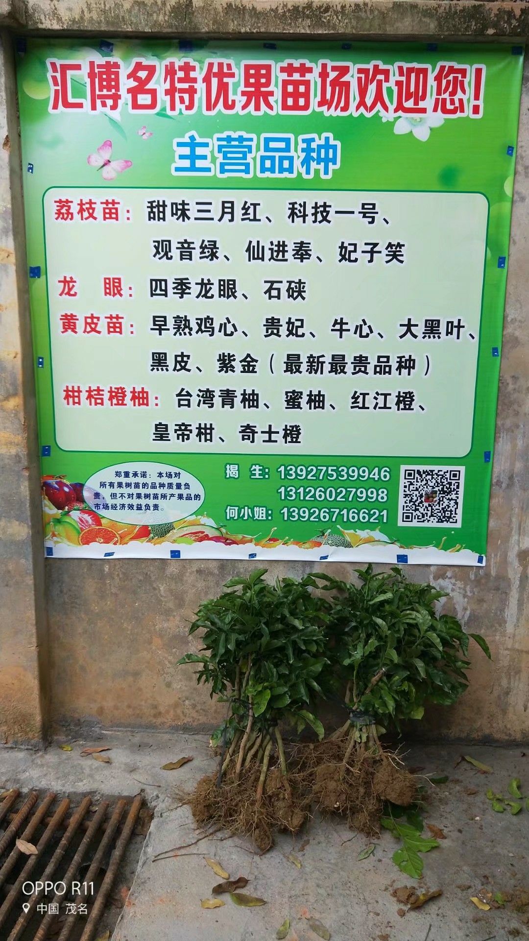 贵妃黄皮果苗