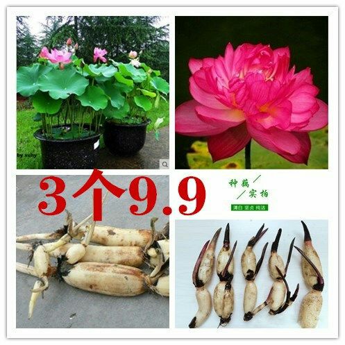 新沂市 批发碗莲