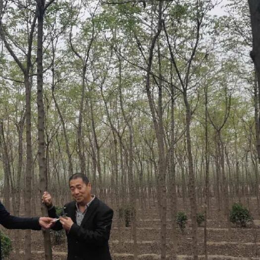 普通栾树