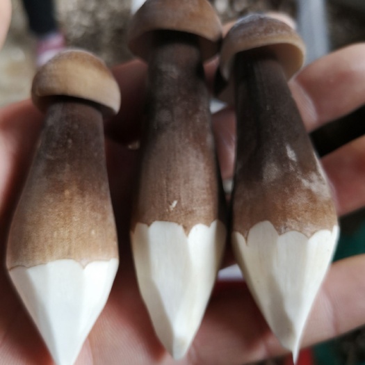 济南鸡枞菌 鲜货 人工种植 黑皮鸡枞 5cm~7cm