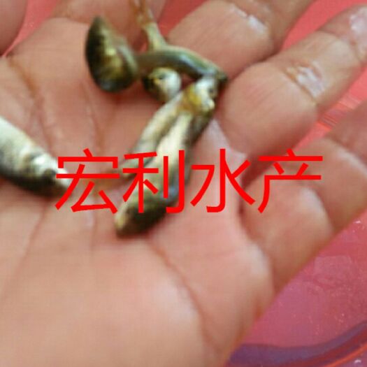 广州鲤鱼苗