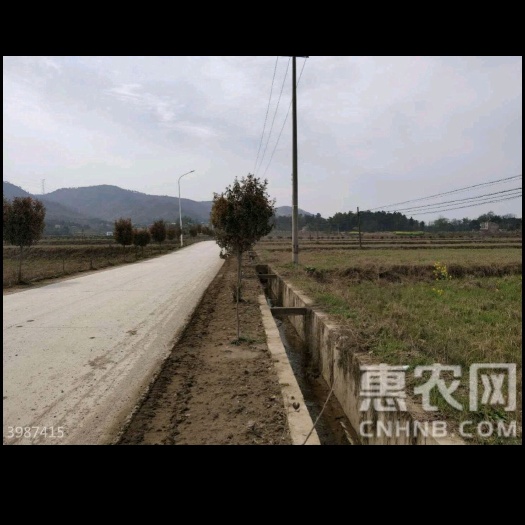 益阳水田 转包 5~10年 1000~3000亩
