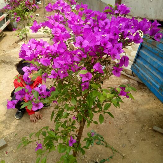平邑县 三角梅。红花紫花粉色花。